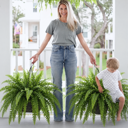 Billhol® 💛Glowing Boston Ferns with Lights – 🌿 Zero Watering, Zero Maintenance