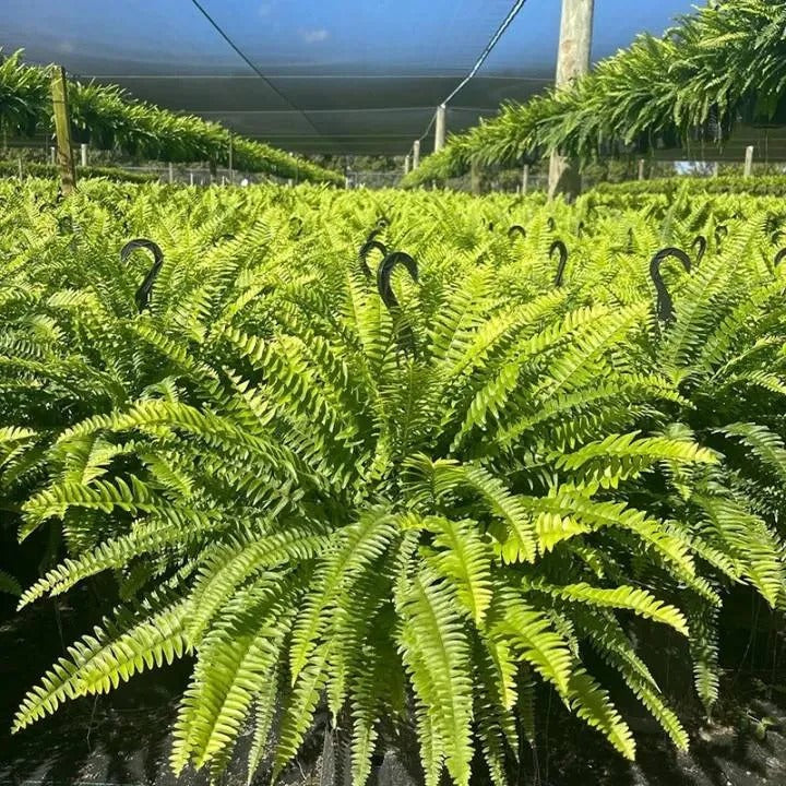 Billhol® 💛Glowing Boston Ferns with Lights – 🌿 Zero Watering, Zero Maintenance