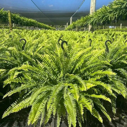 Billhol® 💛Glowing Boston Ferns with Lights – 🌿 Zero Watering, Zero Maintenance