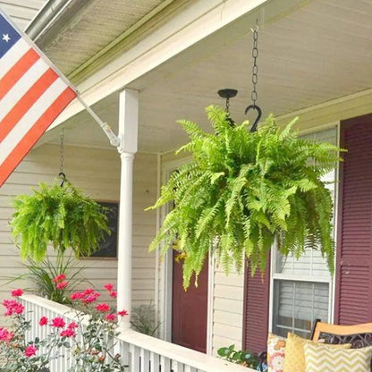 Billhol® 💛Glowing Boston Ferns with Lights – 🌿 Zero Watering, Zero Maintenance
